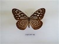 藏品(旖斑蝶)的圖片